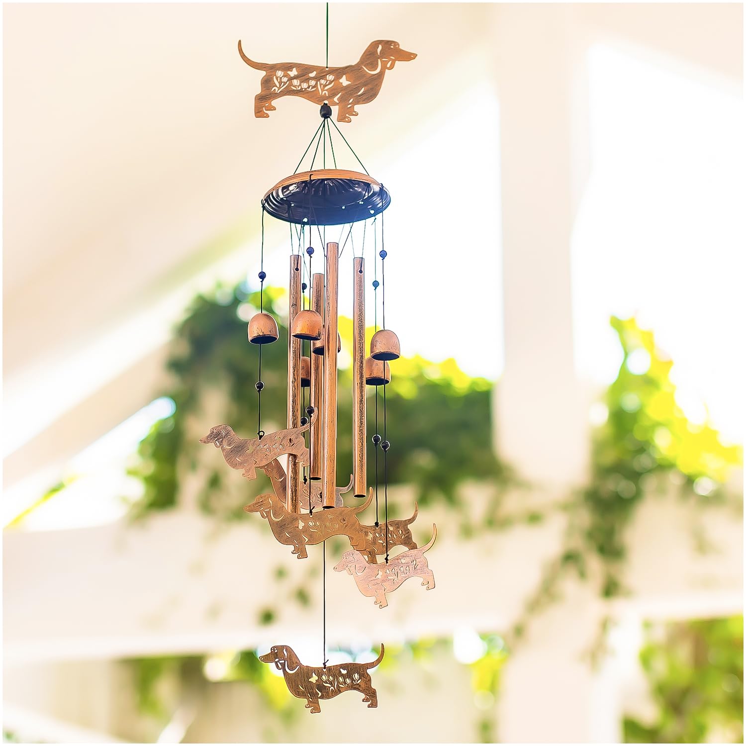 SRDJXY dachshund styled in a sunroom showing versatile indoor use benefits