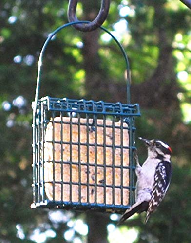 ST. ALBANS BAY SUET PLUS in suet cage with visiting woodpecker showing attraction