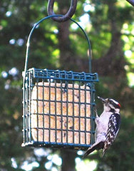 ST. ALBANS BAY SUET PLUS in suet cage with visiting woodpecker showing attraction