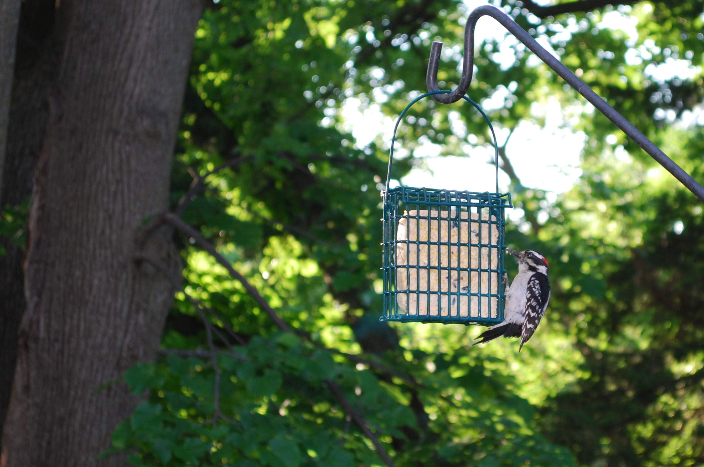 St. Albans Bay Suet Plus in feeder with visiting songbirds attracting wildlife