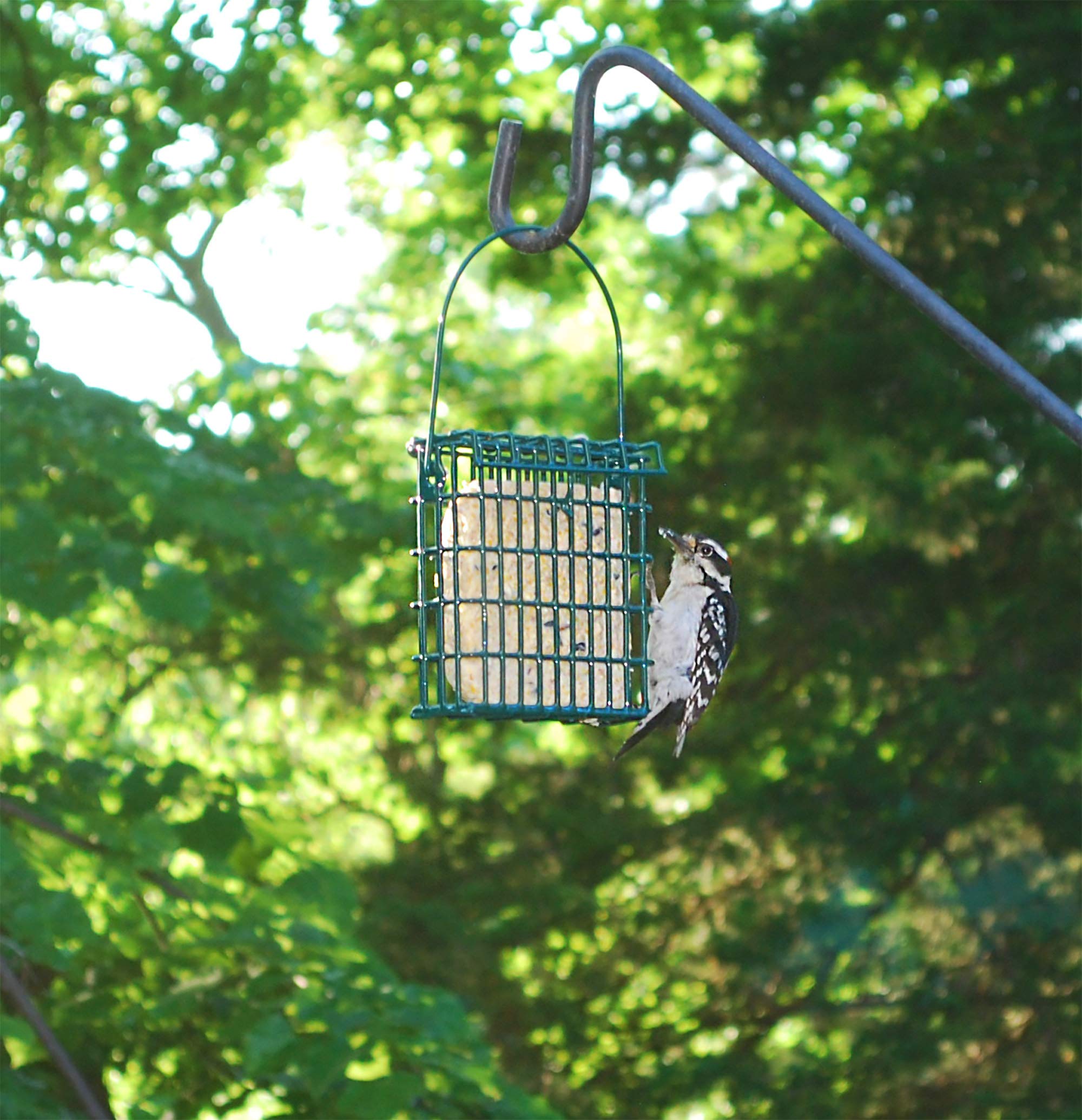ST. ALBANS BAY SUET PLUS in a backyard setting with cardinals and woodpeckers, showing attraction benefit