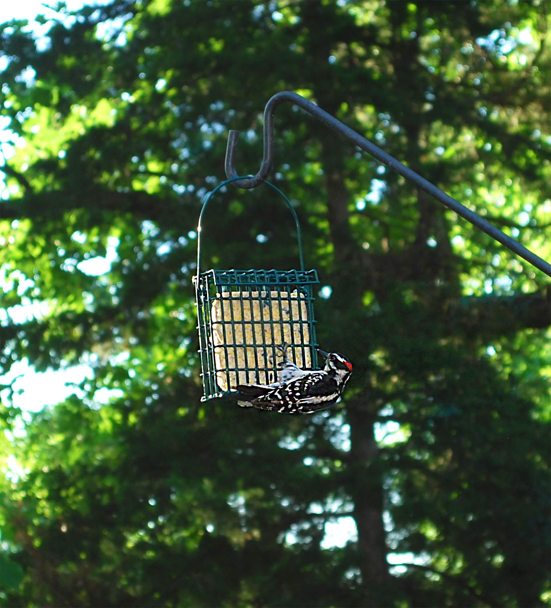 ST. ALBANS BAY SUET PLUS cakes on backyard feeder in garden benefit: attracts wild birds to outdoor spaces