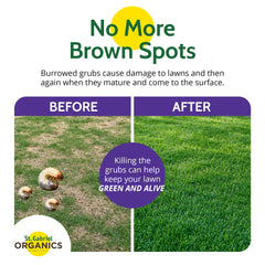 Treated lawn area with St. Gabriel Organics showing reduced beetle damage