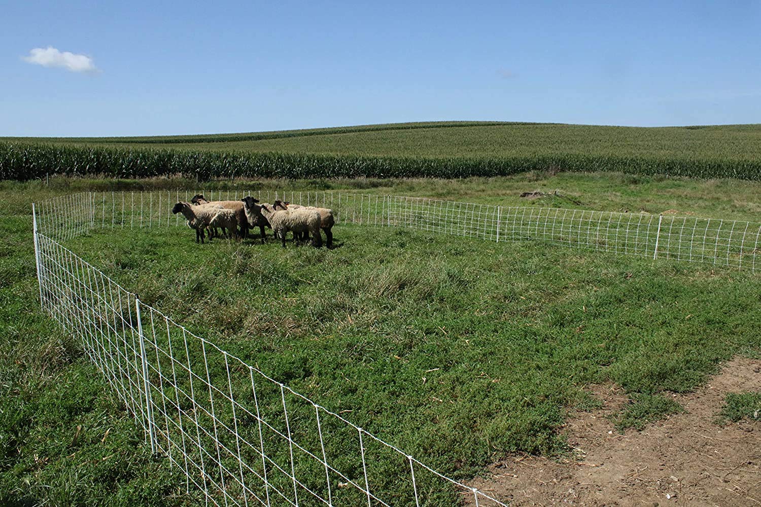 Starkline netting in use with grazing sheep showing secure pasture rotation