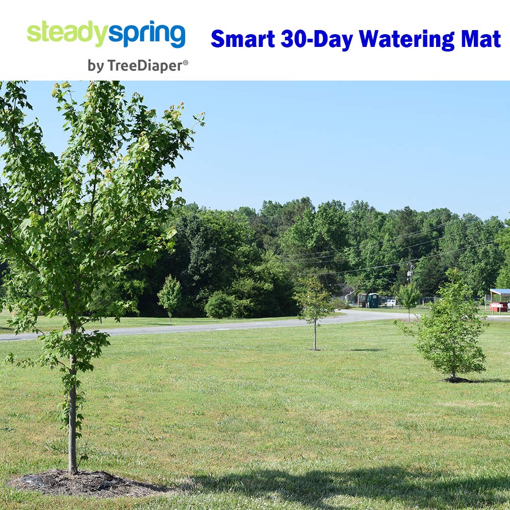SteadySpring in a garden with healthy sapling showcasing easier tree establishment