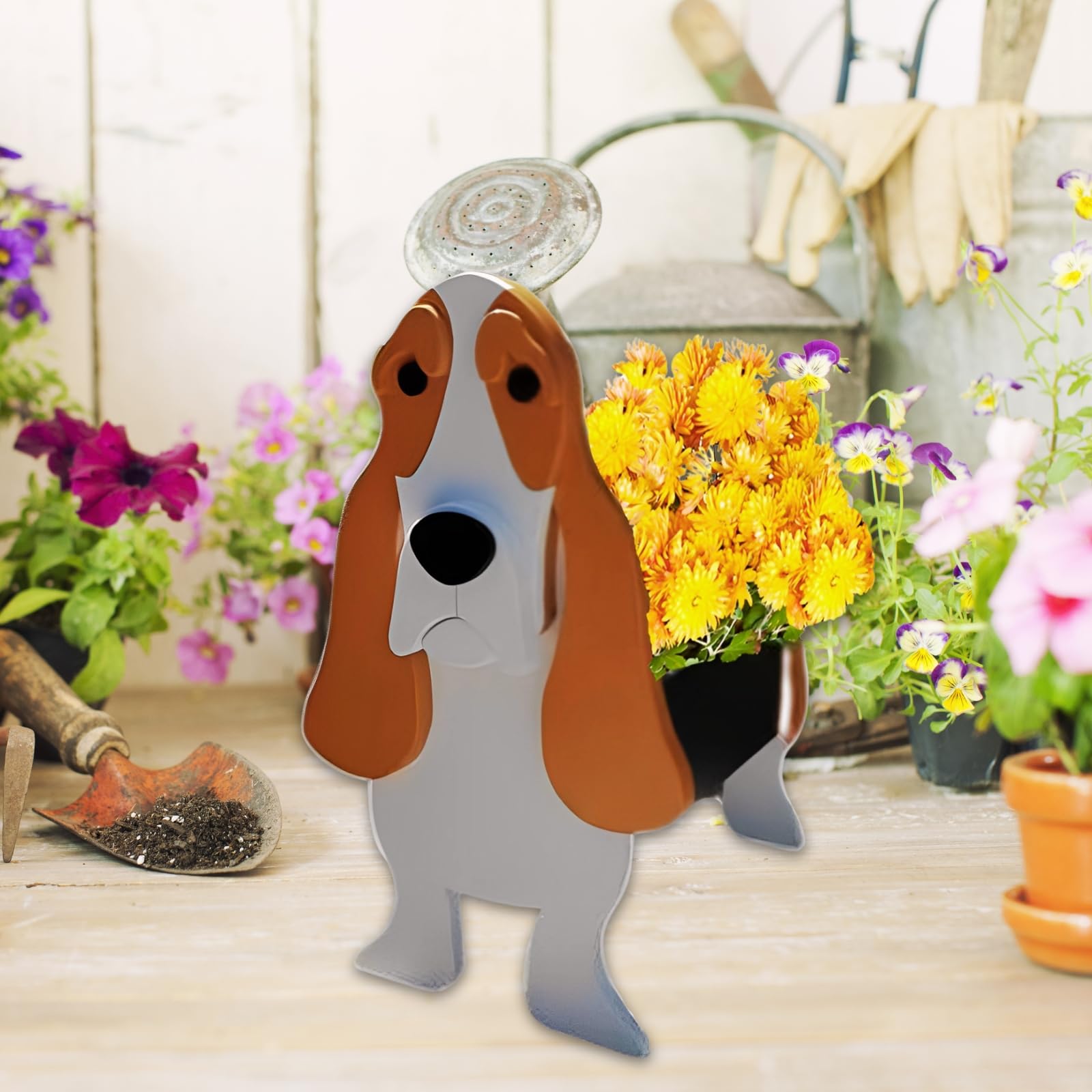 strolfay basset hound close-up facial detail adds charm to decor