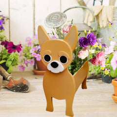 strolfay chihuahua with succulent showing attractive display benefit