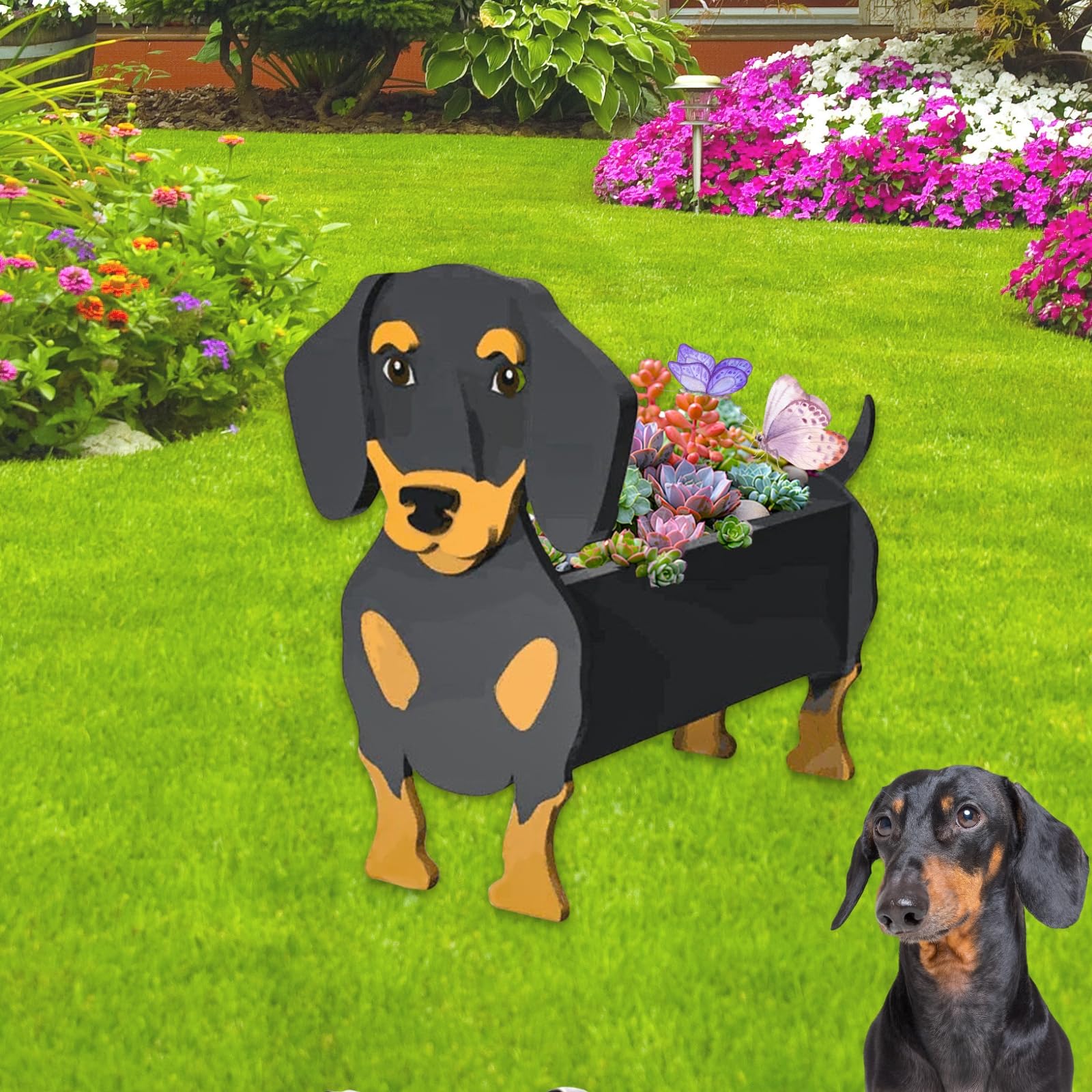 strolfay dachshund front view showing whimsical shape and charming display benefit