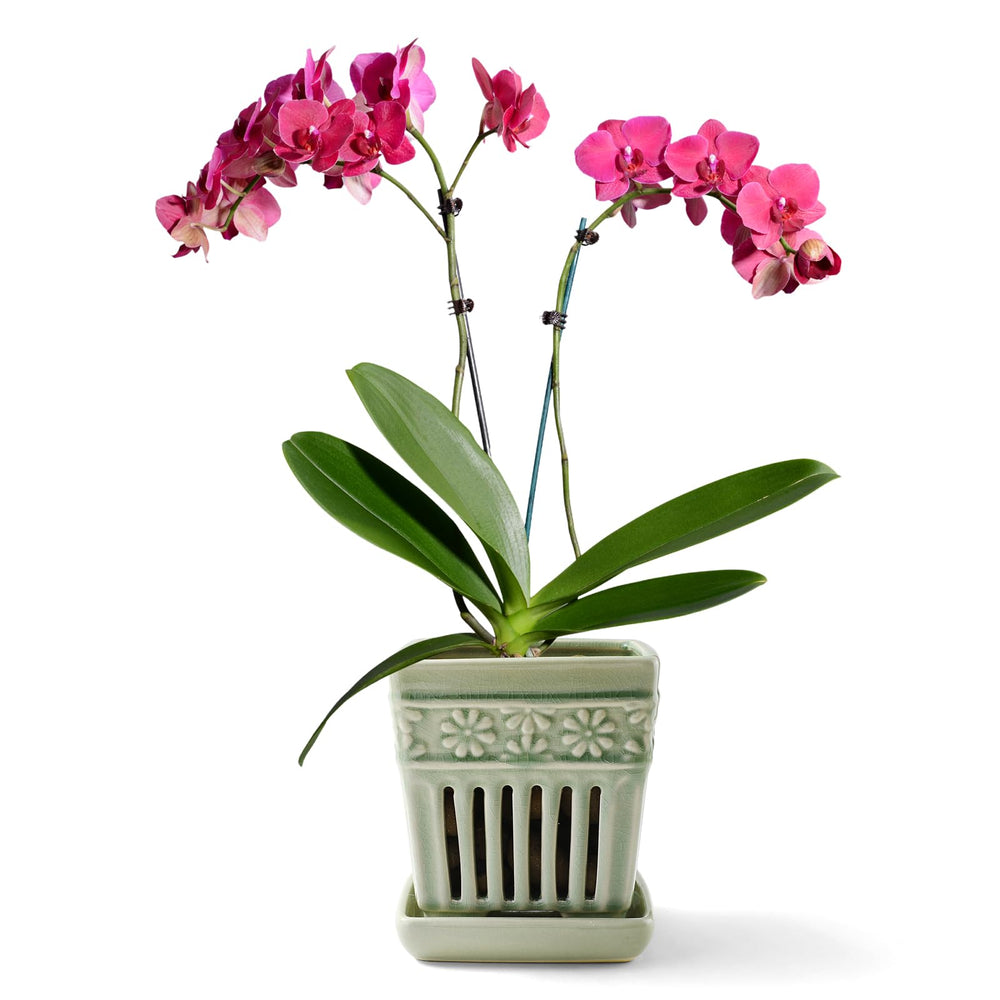 SUADEN ceramic orchid pot front view showing elegant finish and display benefits