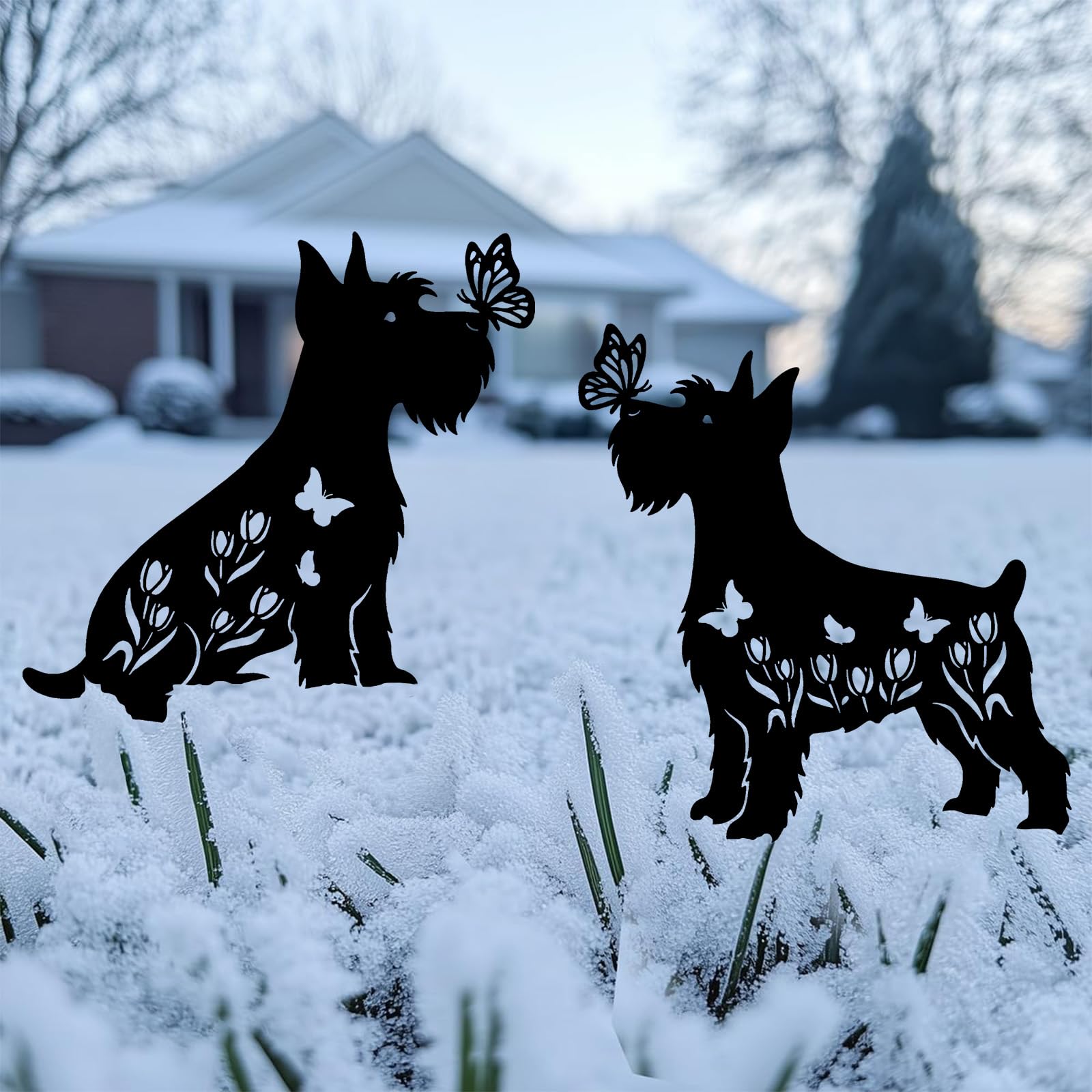 Subvise Miniature Schnauzer pair along pathway creating coordinated landscape accents