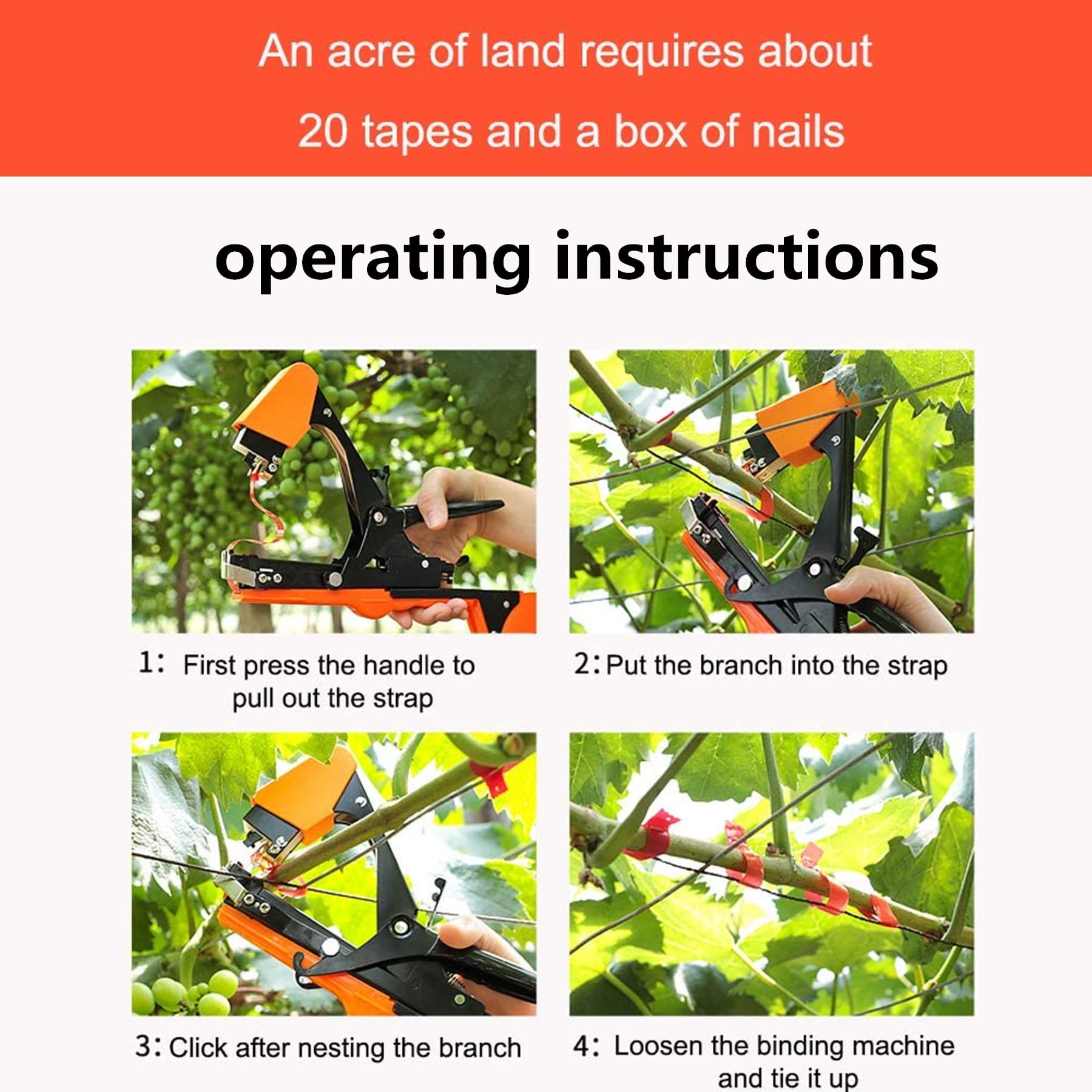 SUCA tied grape vine on wire illustrating secure support and stem protection
