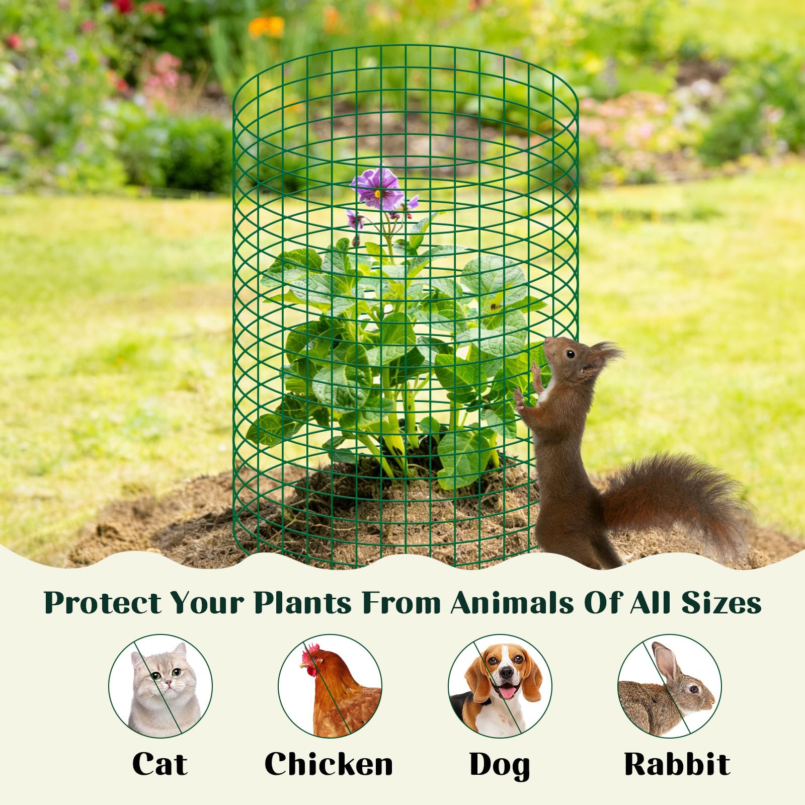 succulentlovers plant protector in garden around lettuce, prevents small animal damage