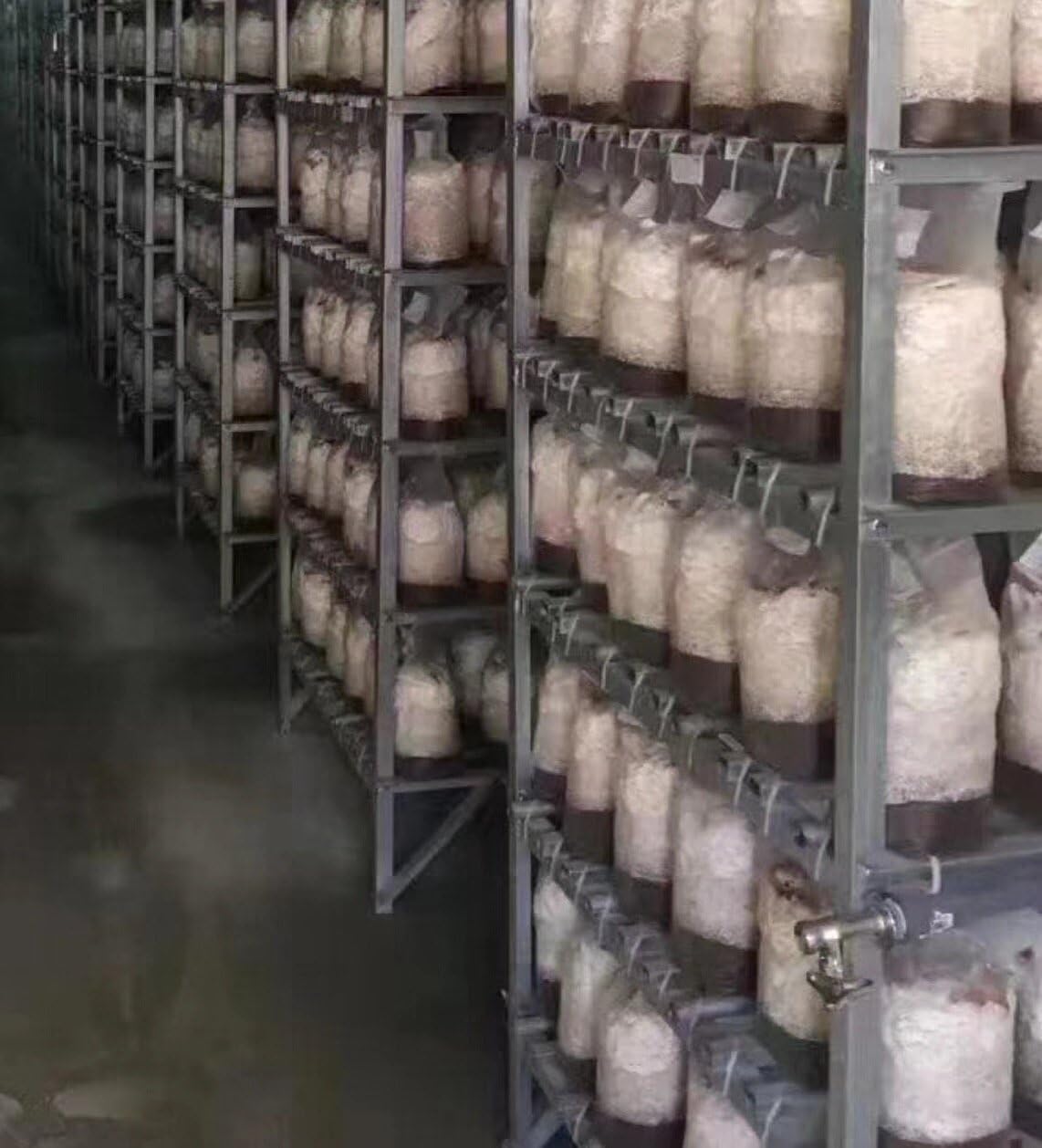 SUCOHANS in home grow setup illustrating practical use and space-efficient incubation benefit