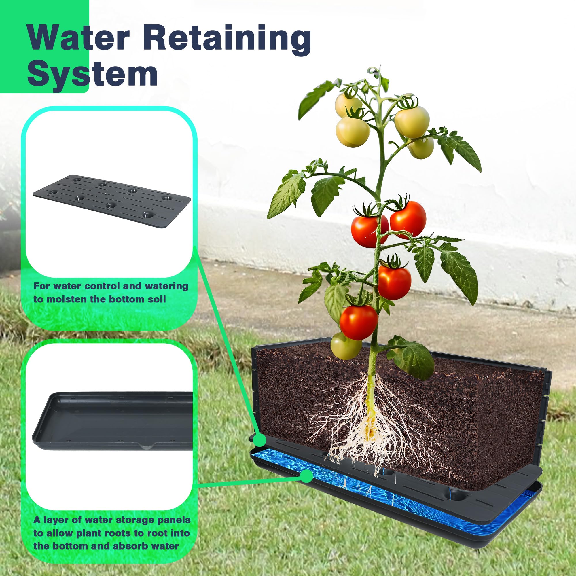 Sumloty in-use tomatoes climbing on trellis showing organized harvest and support