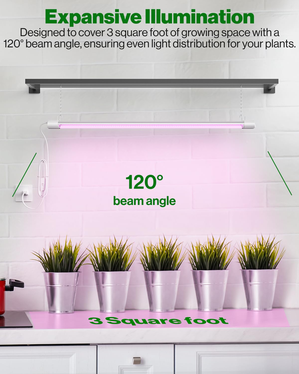 Sunco beside ruler showing 3ft scale for sizing and planning grow layout benefit