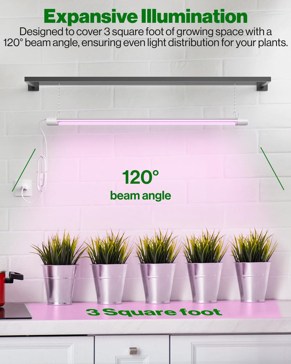 Sunco beside ruler showing 3ft scale for sizing and planning grow layout benefit