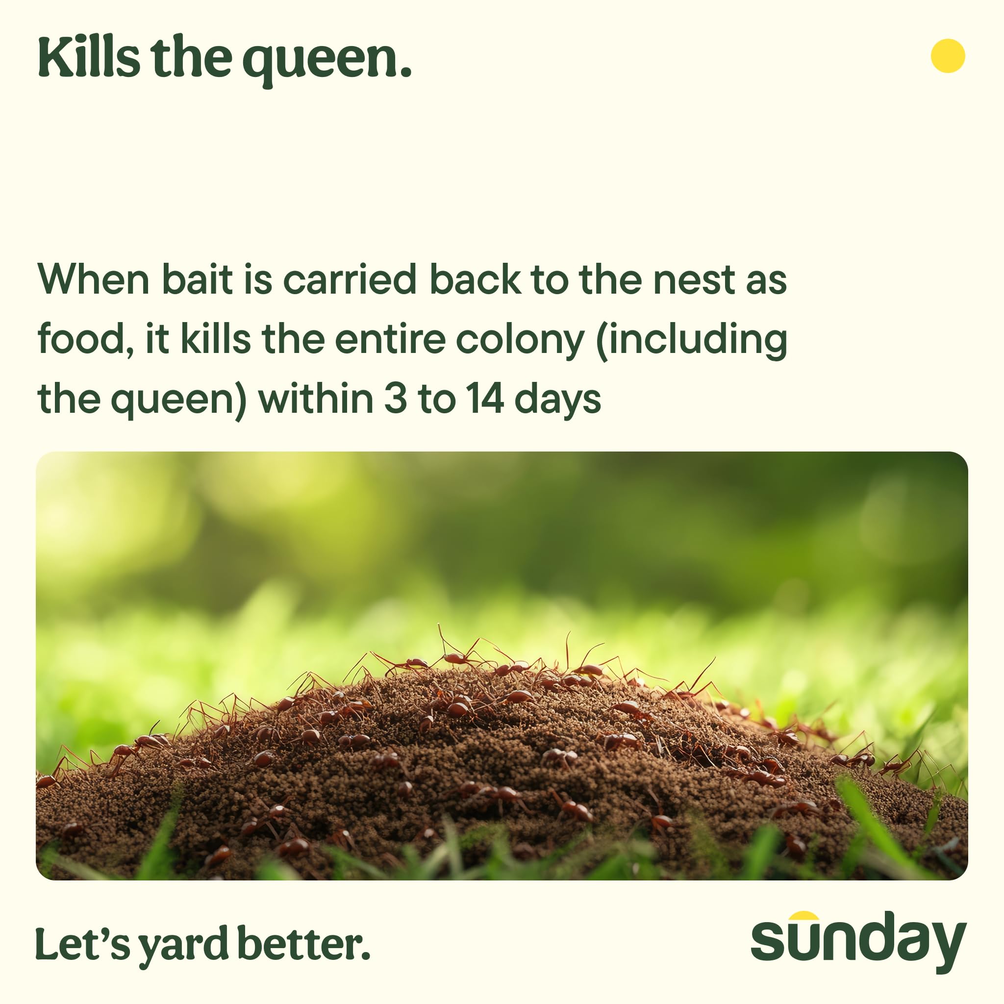 SUNDAY granules poured around an ant mound demonstrating simple application