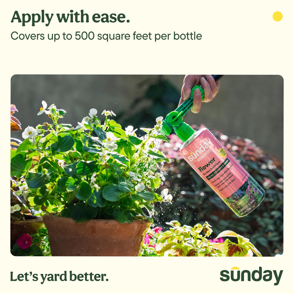 SUNDAY applied to rose bed producing larger, more abundant roses