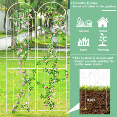 Sungmor in garden with roses demonstrating vertical bloom display benefit