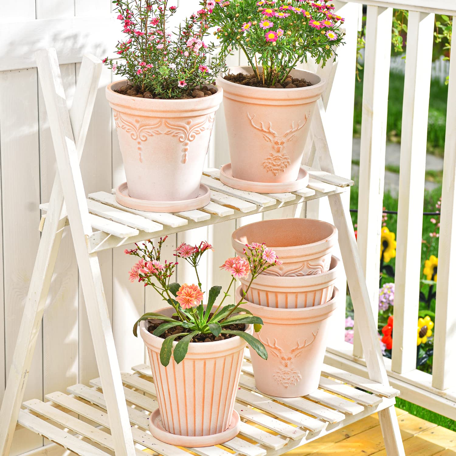 sungmor plant in pot succulent display illustrating ideal use for cacti