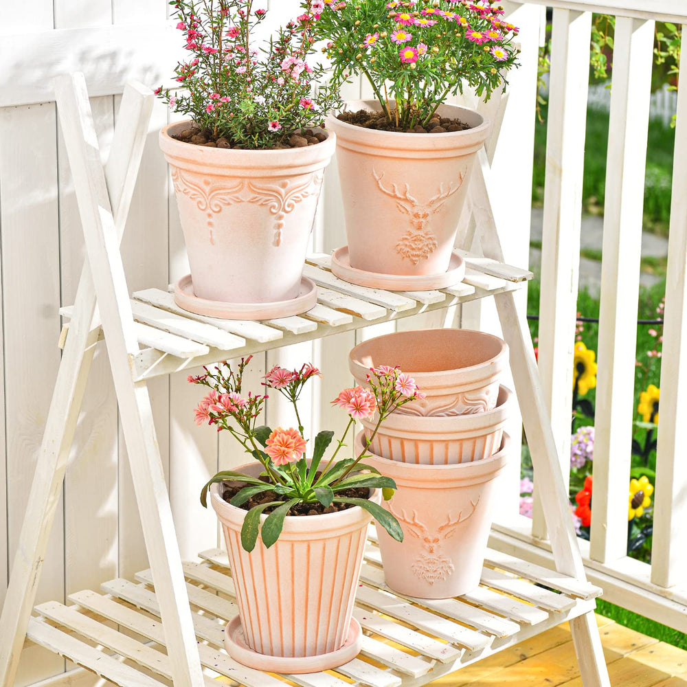sungmor plant in pot succulent display illustrating ideal use for cacti