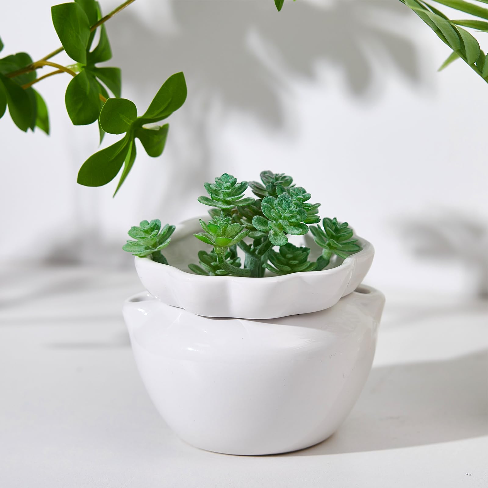Sunnychicc boxed four-pack packaging ready for gifting and convenient planting setup