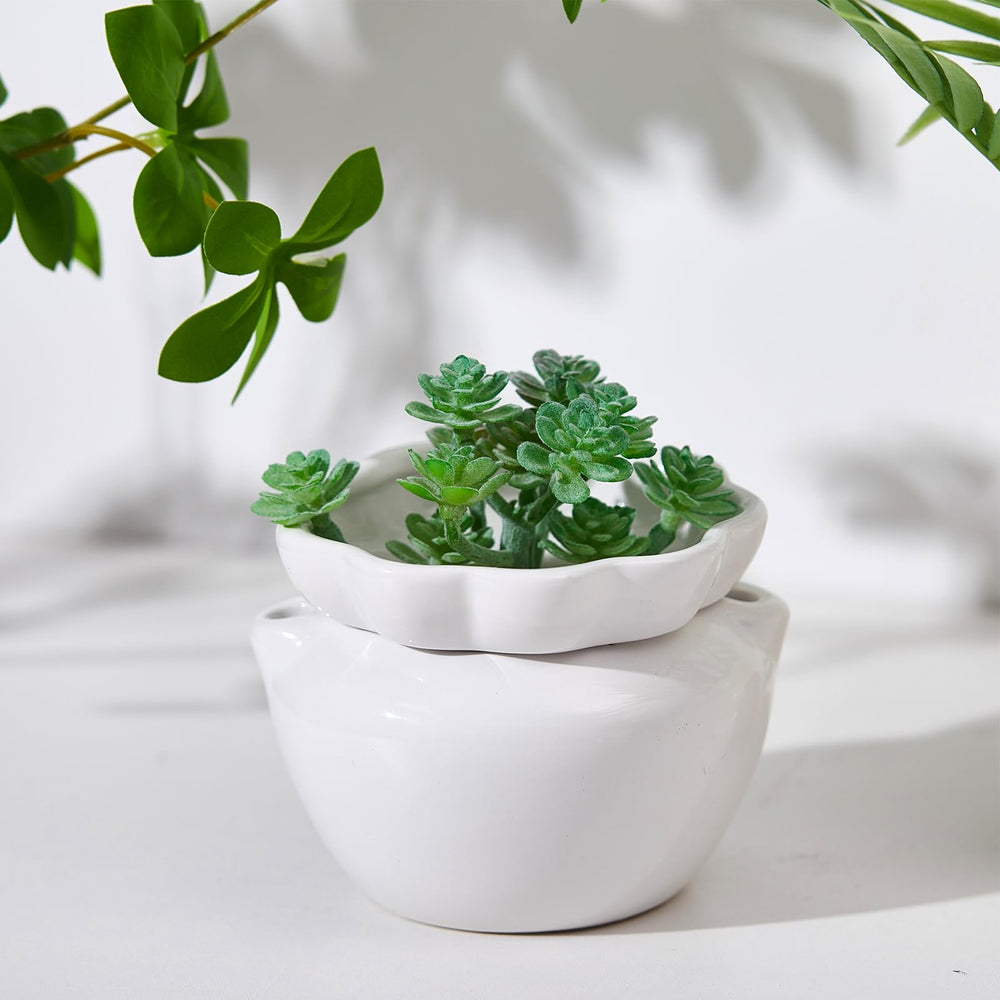 Sunnychicc boxed four-pack packaging ready for gifting and convenient planting setup