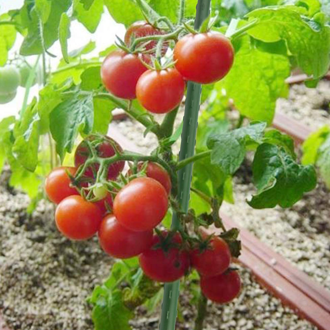 Sunnyglade stake in garden supporting tomato plant for healthier growth