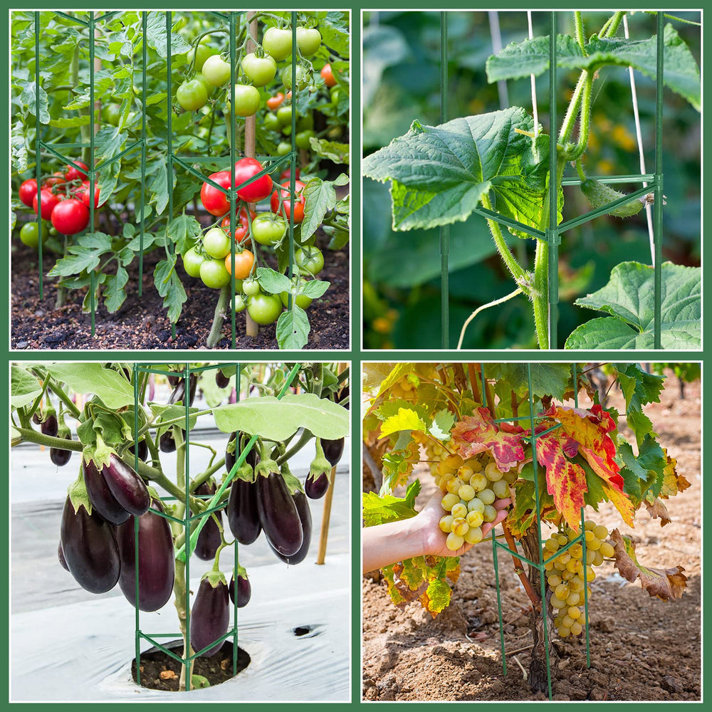 Sunnyray cage supporting tomato plant with upright growth and fruit protection