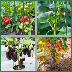 Sunnyray cage supporting tomato plant with upright growth and fruit protection