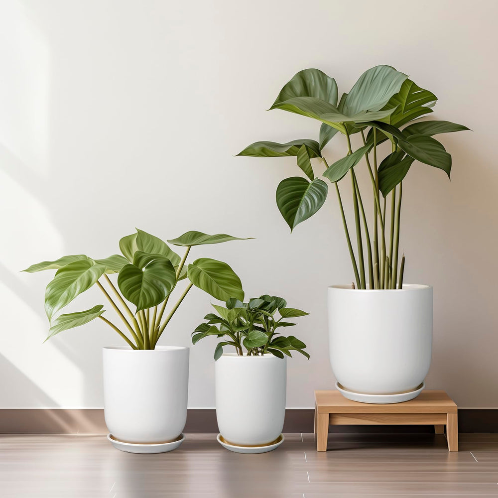 SUNPOTFOR pot beside a plant to show scale and suitability for larger specimens
