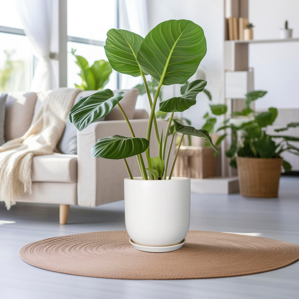 SUNPOTFOR side profile highlighting 11.6 inch diameter and 12 inch height for large plants