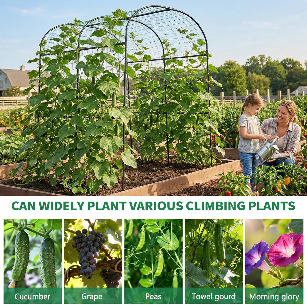 SUNYRISY arch trained with cucumber plants showing easier harvest benefit