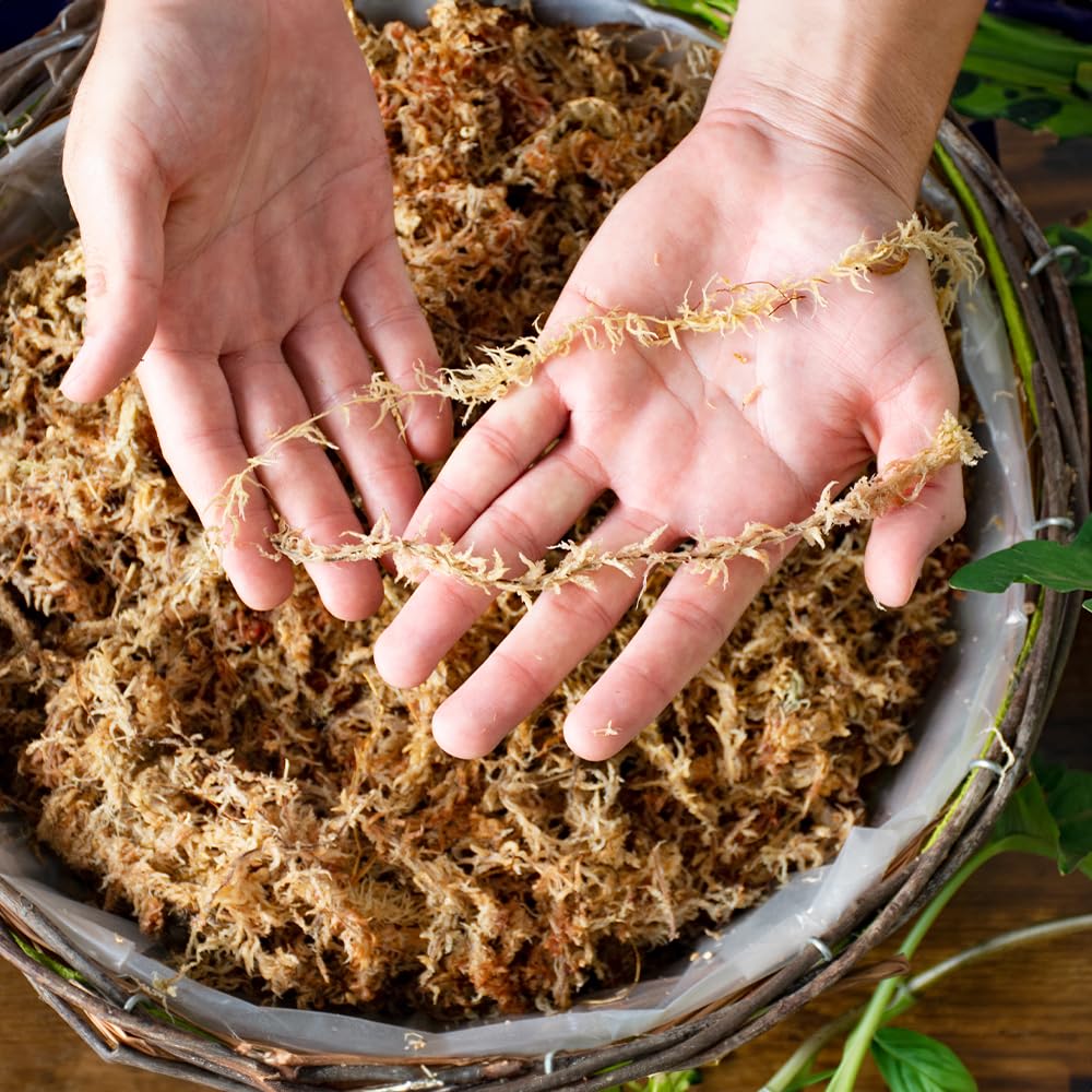 SuperMoss applied as a top dressing on an orchid pot to improve water control and appearance