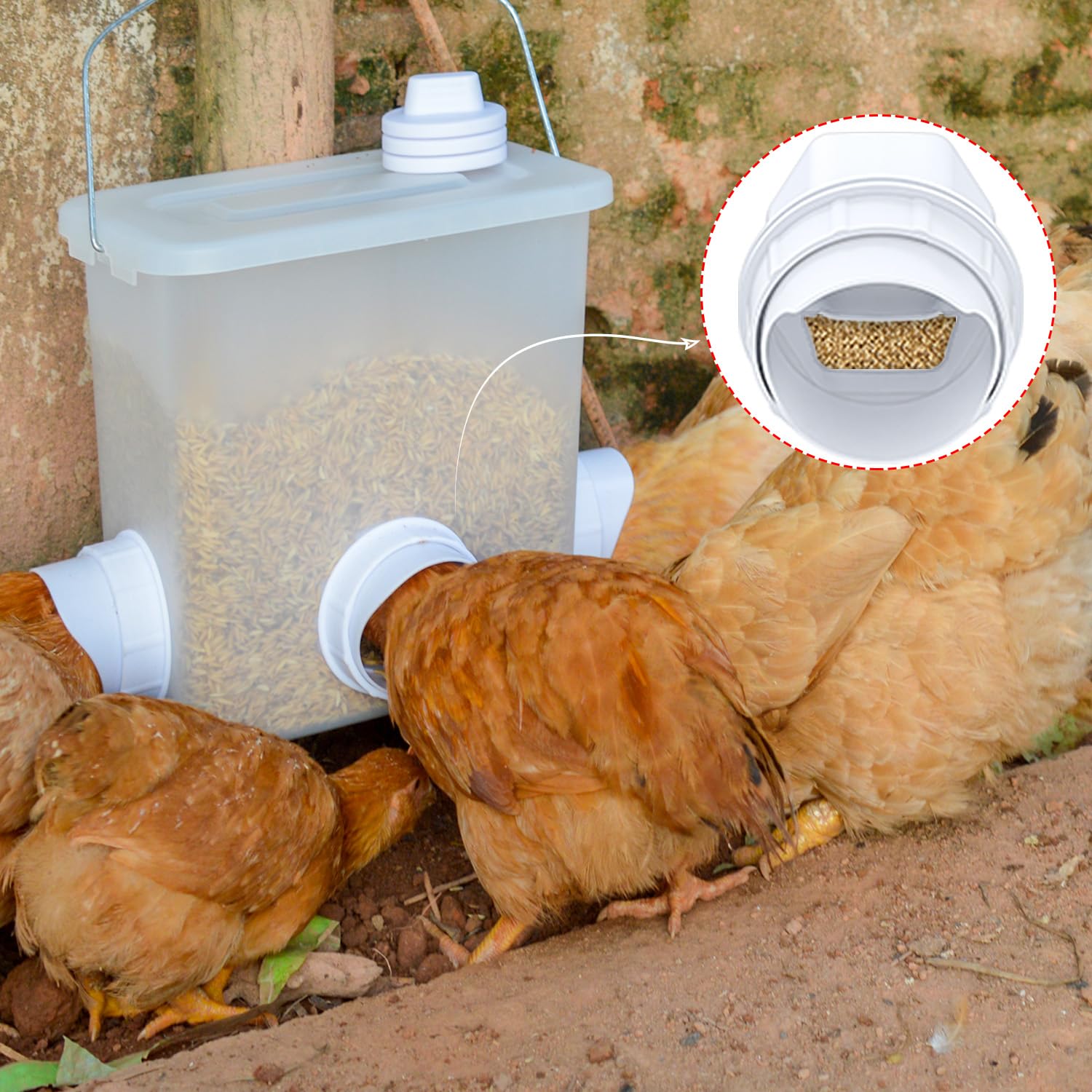 Suplklz port in use with a chicken accessing feed for steady supply