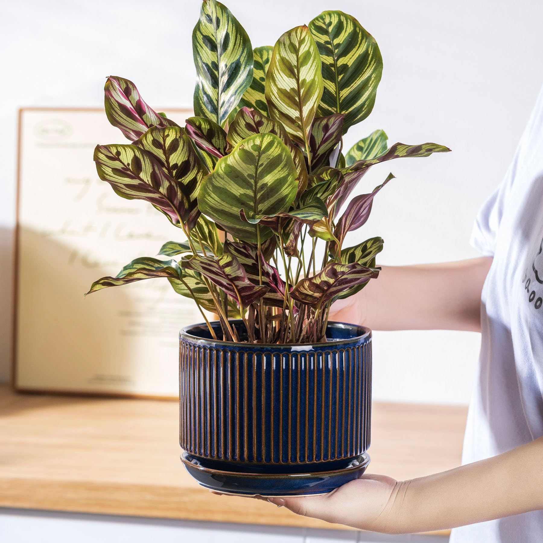 SURE YUESI large pot on patio with snake plant creating a bold focal point outdoors