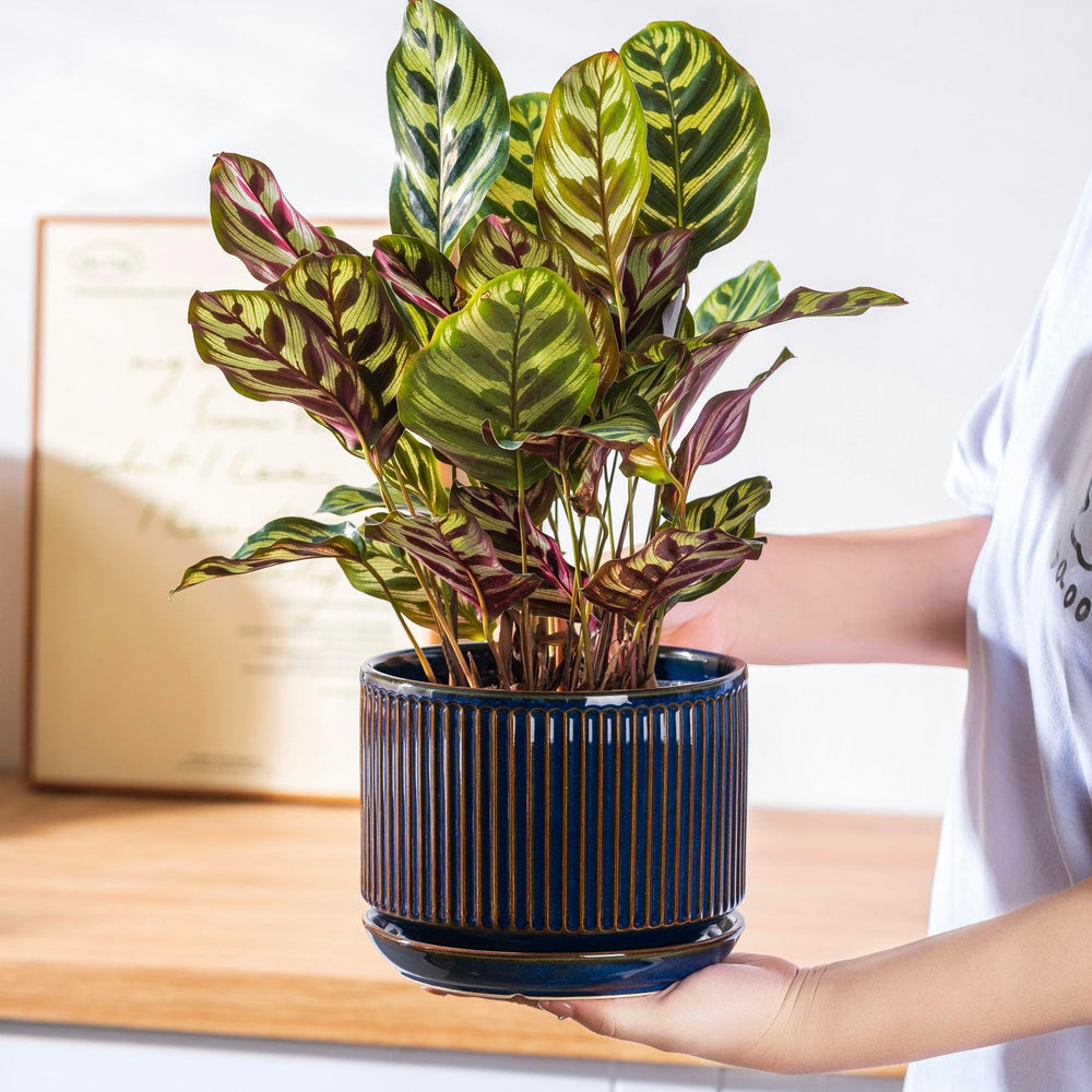 SURE YUESI large pot on patio with snake plant creating a bold focal point outdoors