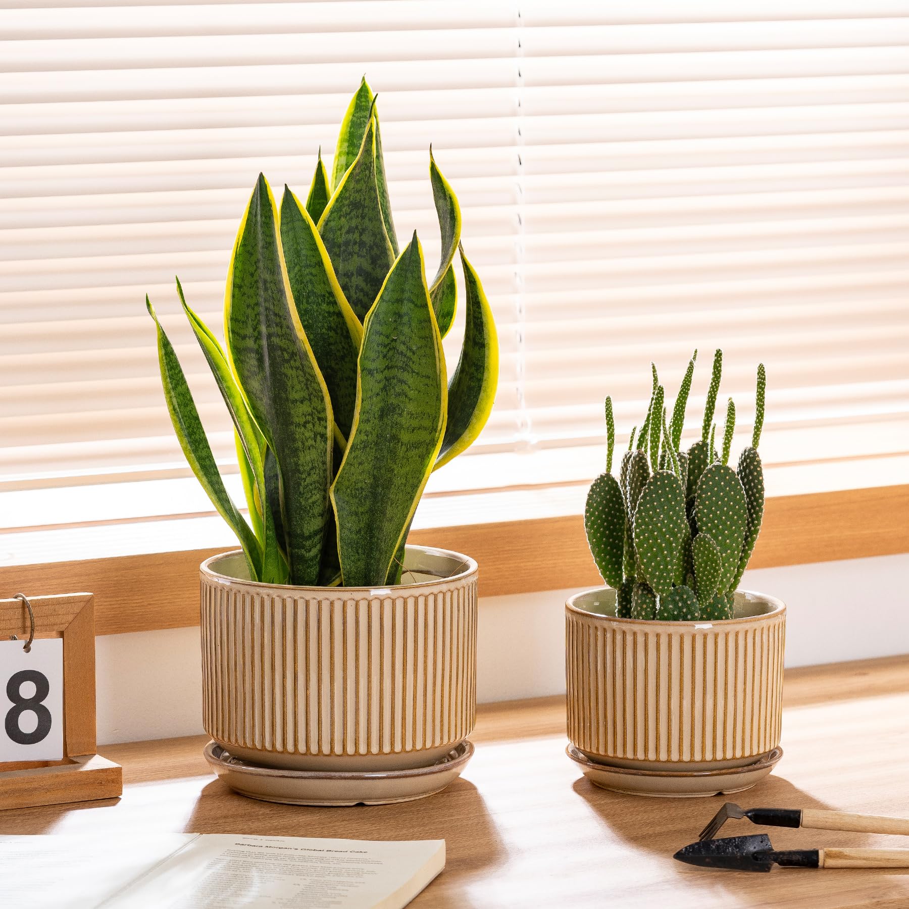 SURE YUESI pots next to a ruler for size comparison to visualize actual dimensions