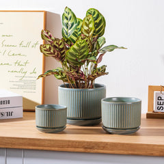 SURE YUESI size comparison with ruler showing fit for various plants