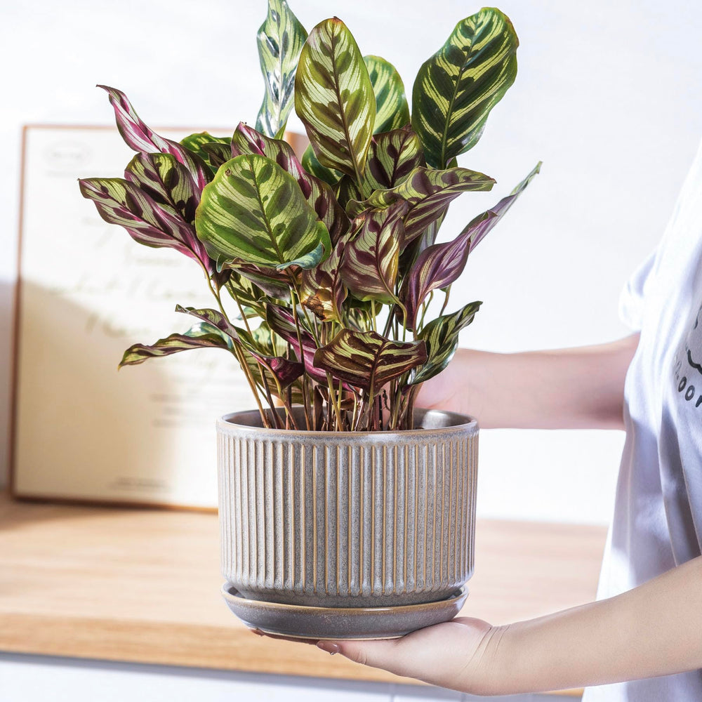 SURE YUESI small pot with succulent on desk showing compact, tidy placement