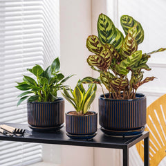 SURE YUESI small pot with succulent on desk offering compact plant display benefit