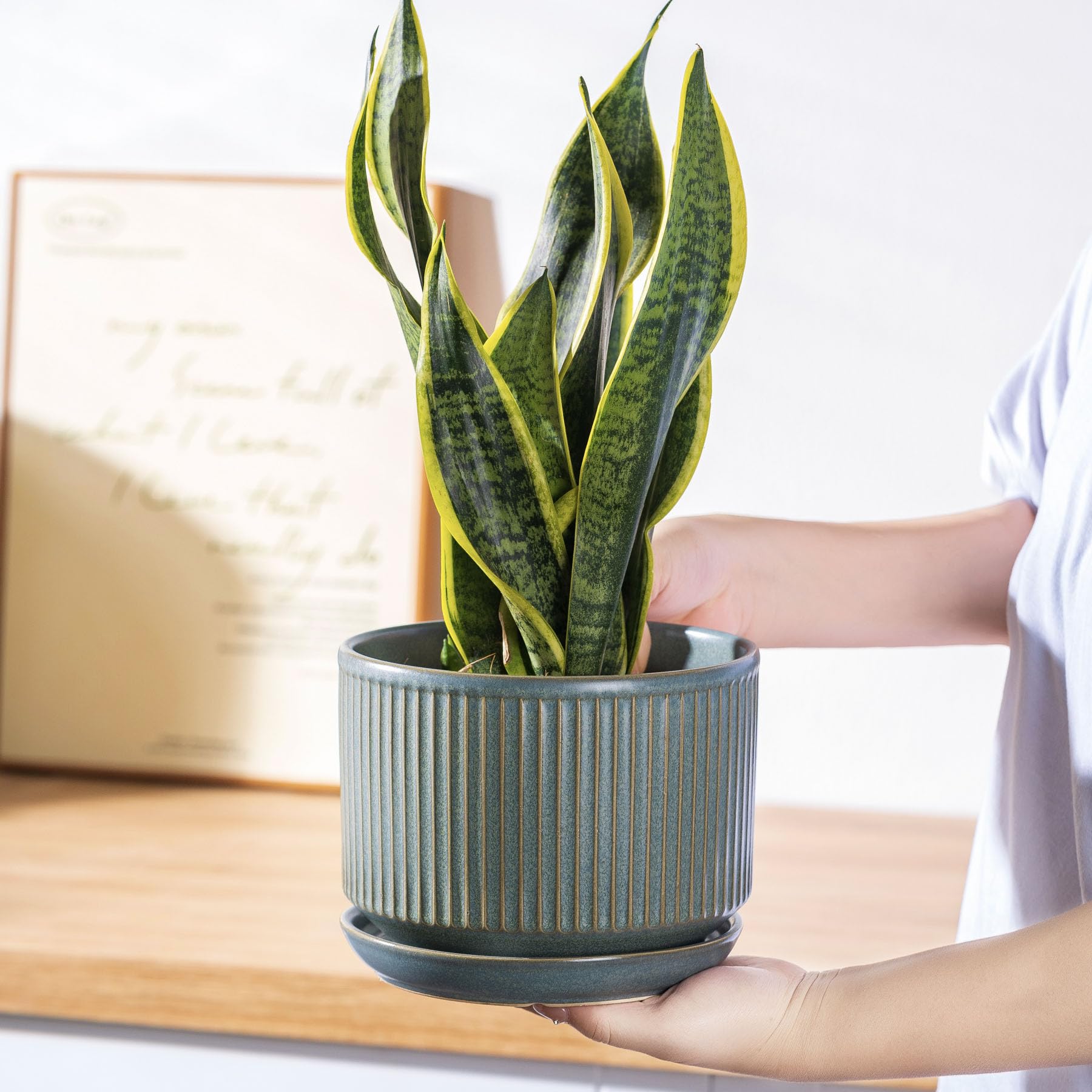 SURE YUESI small and medium pots with succulents on shelf for compact décor