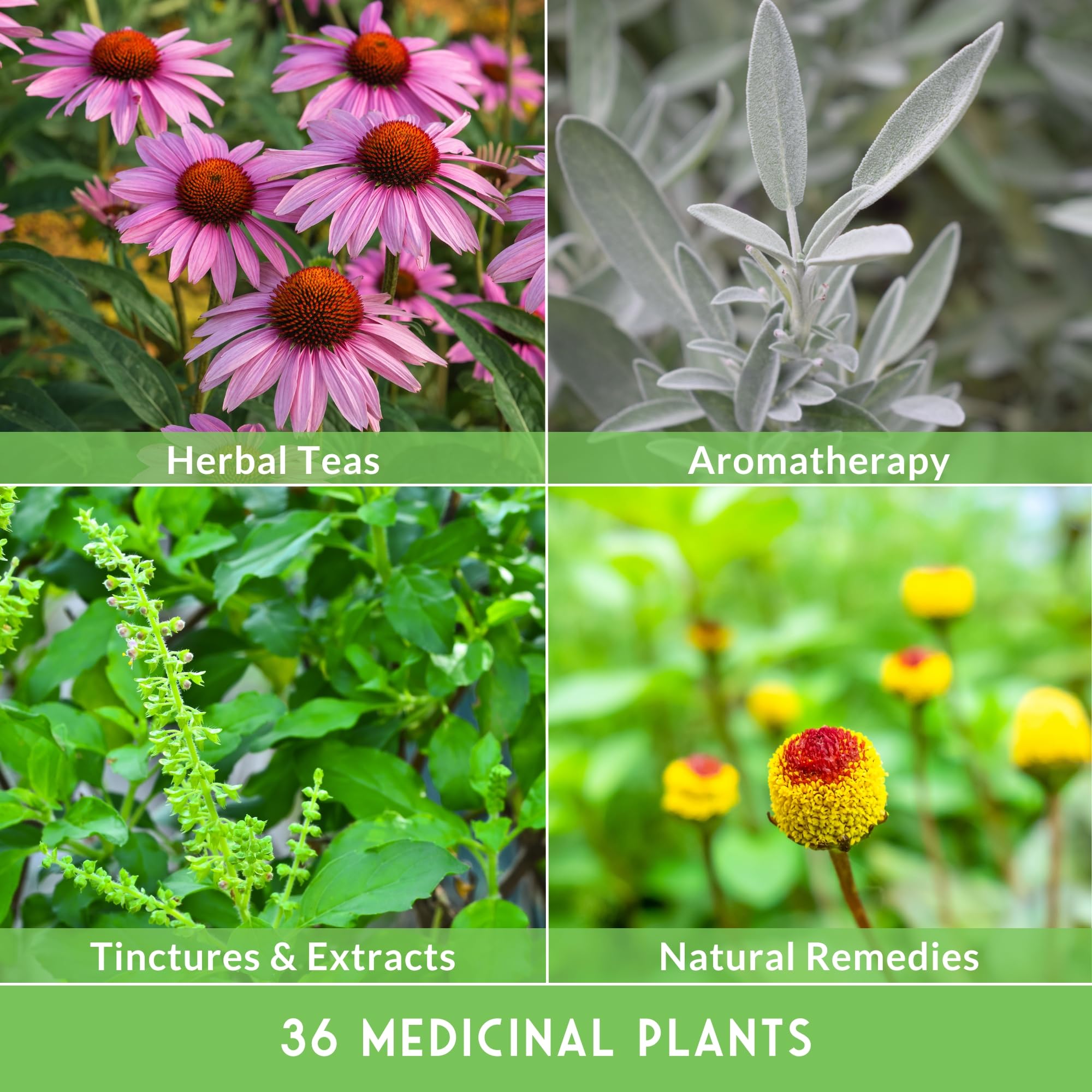 SURVIVAL GARDEN SEEDS clear label and contents view showing variety names and planting guidance