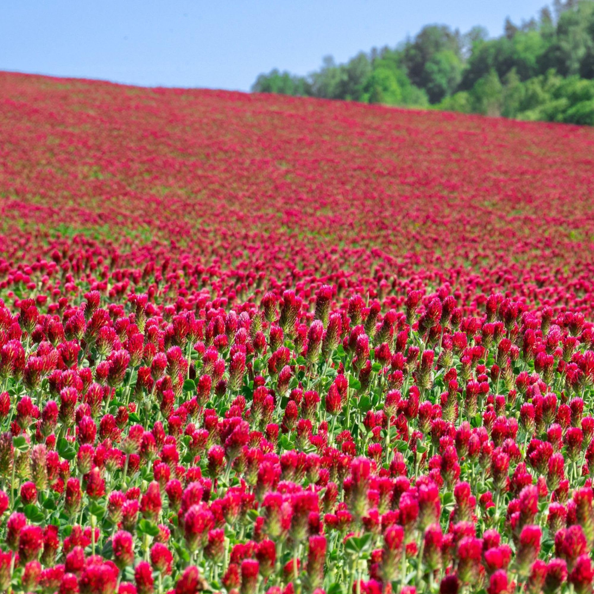 Sustainable Seed Company front-of-bag showing organic crimson clover branding and benefits