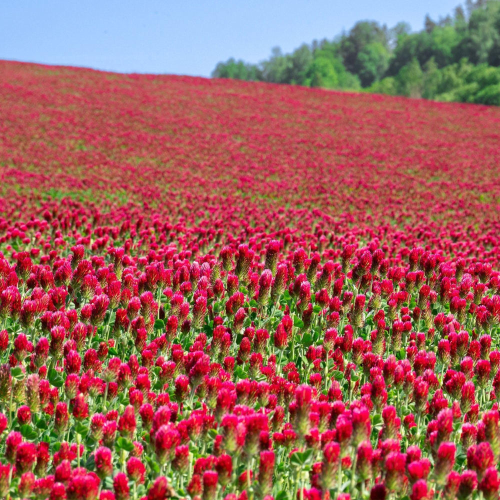Sustainable Seed Company front-of-bag showing organic crimson clover branding and benefits