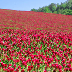 Sustainable Seed Company front-of-bag showing organic crimson clover branding and benefits