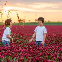 Field of deep red crimson clover flowers by Sustainable Seed Company attracting attention
