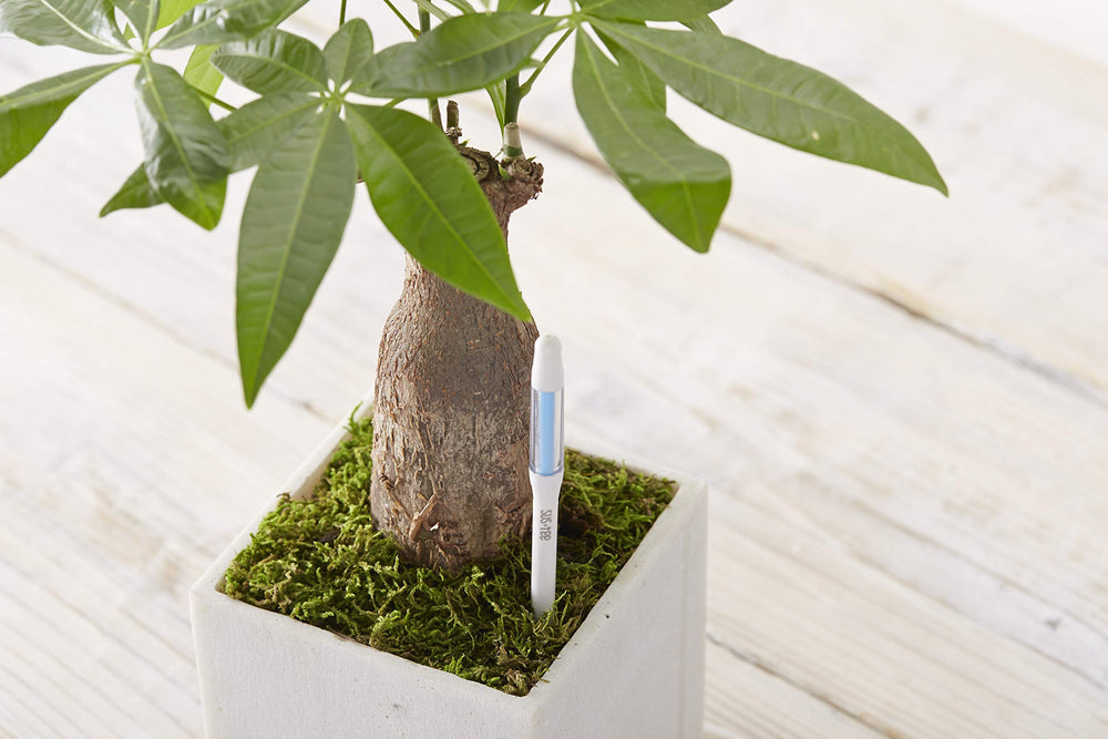 Sustee five-stick set arranged ready to place in multiple houseplants