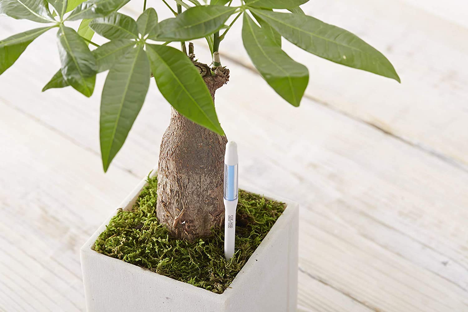 Set of five Sustee Aquameter sticks displayed to outfit multiple houseplants easily