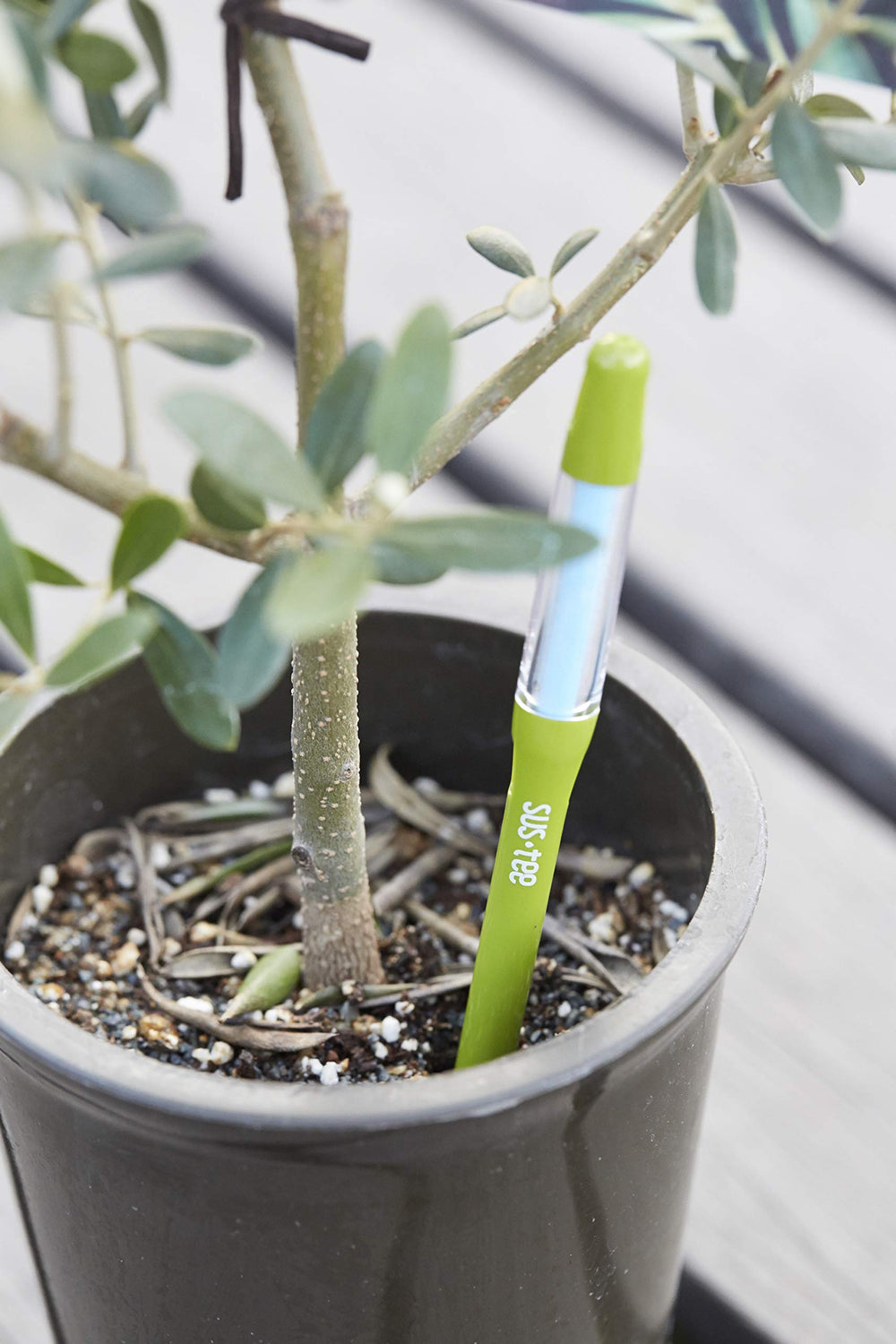 Sustee in a window-sill plant display suggesting convenient daily monitoring
